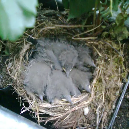 Zimmervermietung Babsy Bed & Breakfast